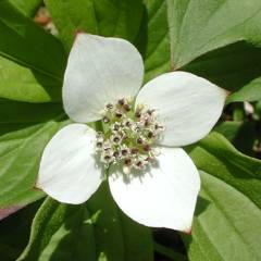 Ground Dogwood, Bunchberry, Cornus Canadensis