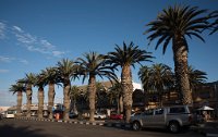 DSC 1940  Palm Trees in Swakopmund, Namibia