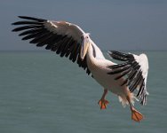 DSC 2048  Pelican on Final Approach to Boat, Walvis Bay, Namibia