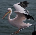 DSC 2072  Pelican Perched on the Rail, Walvis Bay, Namibia