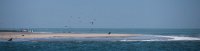 DSC 2241  Sea Lions and Birds, Walvis Bay