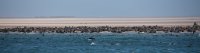 DSC 2260  Sea Lion Colony, Walvis Bay