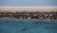 DSC 2293  Sea Lions Basking and Frolicking, Walvis Bay