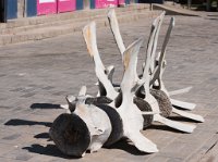 DSC 2376  Whale Vertebrae, Walvis Bay