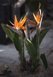 DSC 2451  Birds of Paradise Blooming, Swakopmund