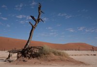 DSC 2828  Dead Tree in the Salt Pan