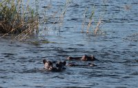 DSC 3080  Hippos in the Reeds above Victoria Falls