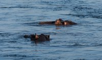 DSC 3126  Hippos in the Zambezi