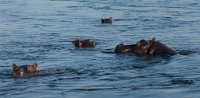 DSC 3143  Hippos in the Zambezi