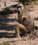 DSC 3465  Baboon in Zambia near Victoria Falls
