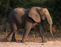 DSC 3801  Elephant Coming down to the Chobe River, Botswana
