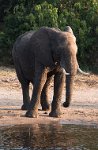 DSC 3841  Elephant at the River