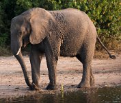 DSC 3903  Elephant at the River