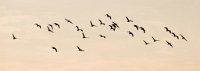 DSC 3911  Whistling Ducks Silhouetted Against the Sunset