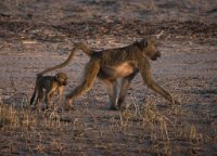 DSC 3936  Mother and Young Baboon, Chobe River
