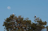DSC 4121  Fish Eagles and Moon