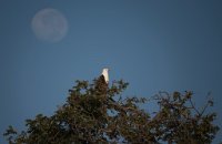 DSC 4129  Fish Eagle and Moon