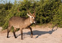 DSC 4143  Water Buck along the Chobe River