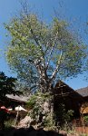 DSC 4305  Baobab Tree in Mowana Resort Courtyard, Botswana