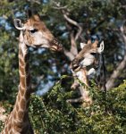 DSC 4320  Giraffes along the Road