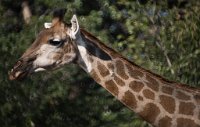 DSC 4330  Giraffe along the Road