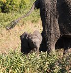 DSC 4450  Baby Elephant Staying close to Mom