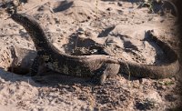 DSC 4526  Monitor Lizard Digging in the Sand by the Chobe River