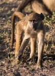 DSC 4615  Young Baboon, Chobe Park