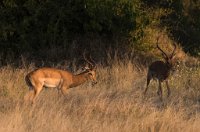 DSC 4633  Dominance Established, Chobe Park