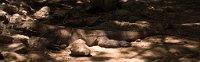 DSC 0353  Komodo Dragon
