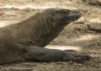 DSC 0372  Komodo Dragon Portrait