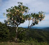 DSC 1004  Trumpet Flower Tree