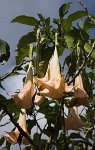 DSC 1012  Trumpet Flowers