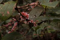 DSC 1040  Tiny Flowers, Kinabalu Park