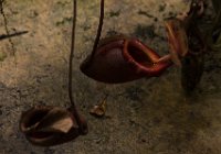 DSC 1044  Nepenthe Carnivorous Pitcher Plant, Kinabalu Park