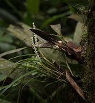 DSC 1054  Tiny Orchids, Kinabalu Park