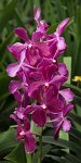 DSC 1603  Orchids, Singapore Botanical Garden