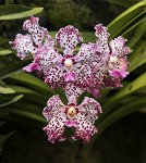 DSC 1608  Orchids, Singapore Botanical Garden