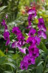 DSC 1616  Orchids, Singapore Botanical Garden