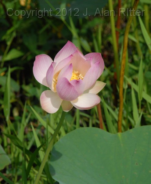 DSC_4599.JPG