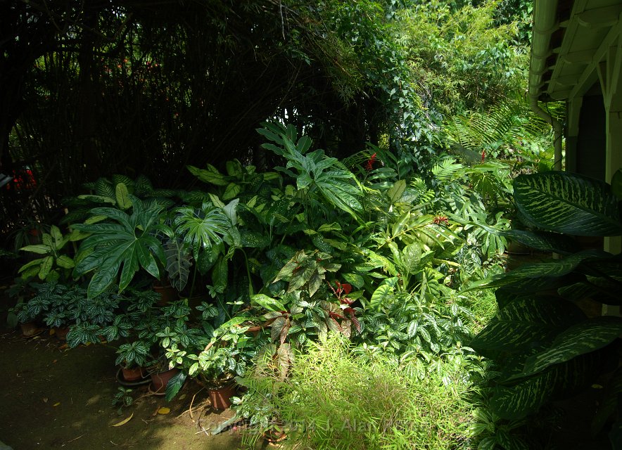 DSC 5918