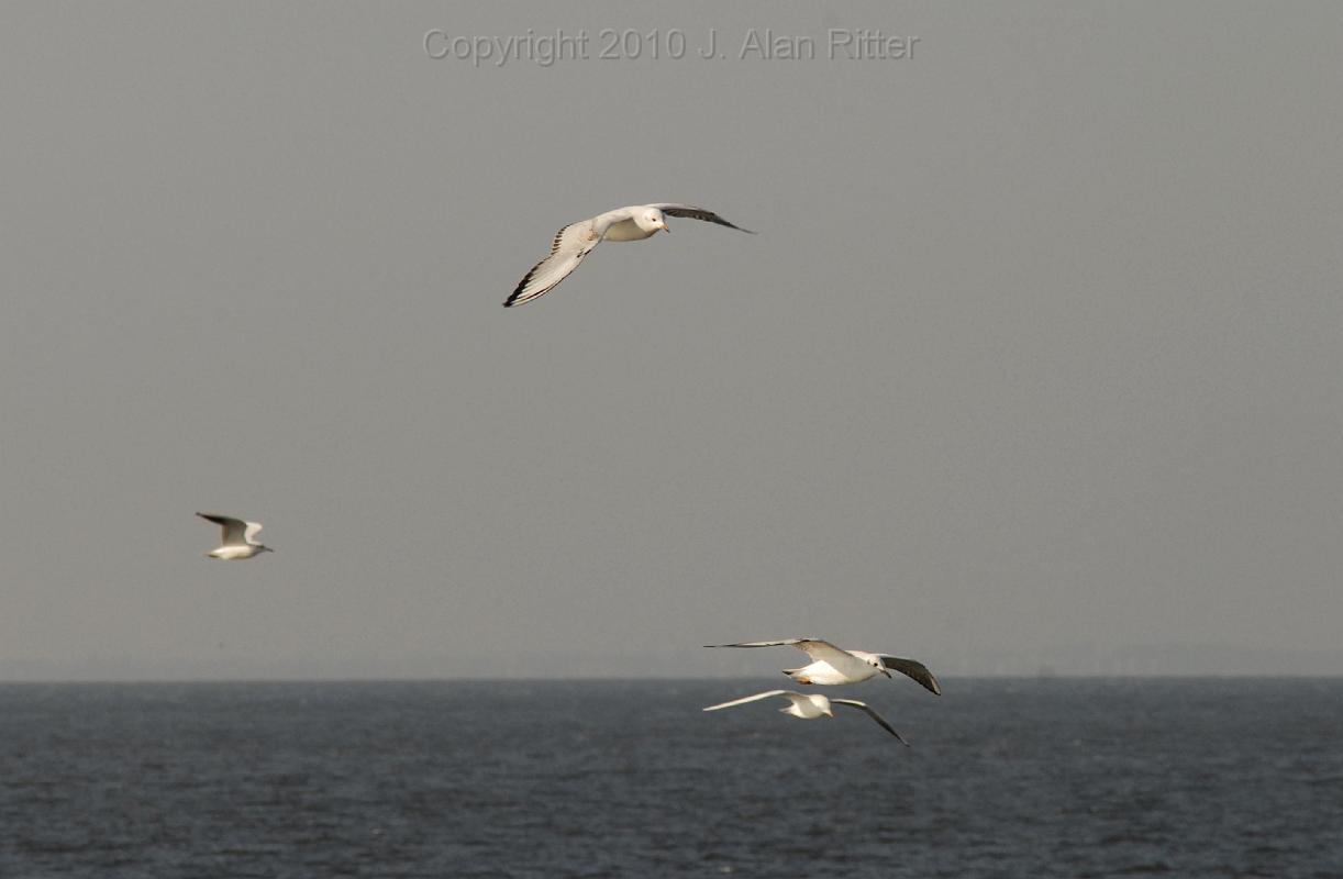 DSC_7739.JPG