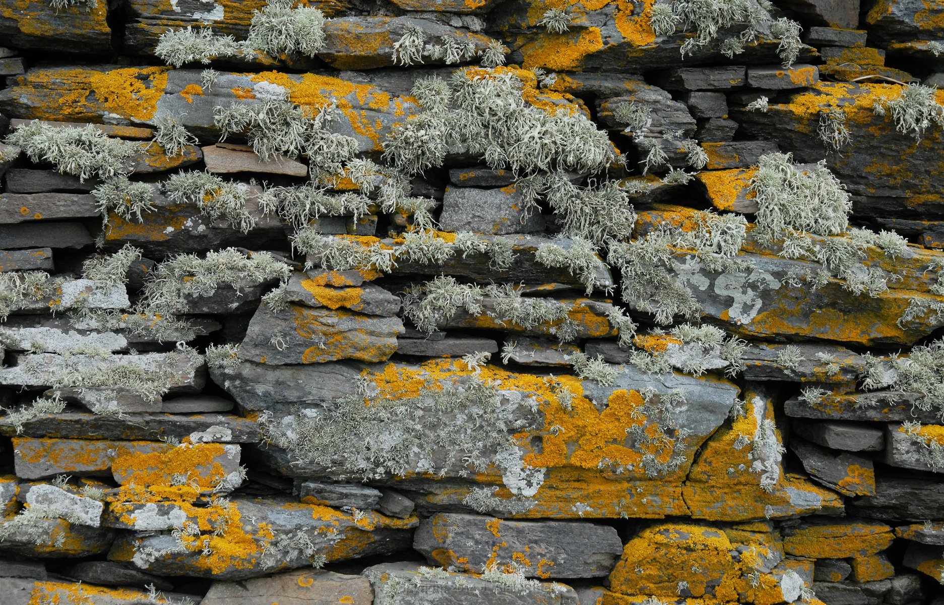 DSC 0965