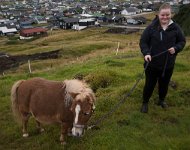 DSC 5202  Shetland Pony, Faroe Islands