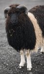 DSC 5208  Here's Looking at You, Faroe Islands
