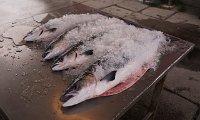 DSC 5622  Fish Market, Qaqortoq