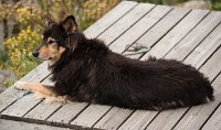 DSC 5683  Guard Dog, Qaqortoq