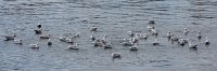 DSC 5808  Gulls on the Water, Qaqortoq