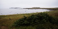 DSC 5960  Viking Bay, L'Anse Aux Meadows