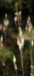 DSC 6198  Decorative Grass in the Park, Quebec City